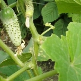 Zašto listovi krastavca požute?